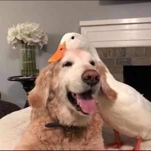 Meet your Posher, Alea